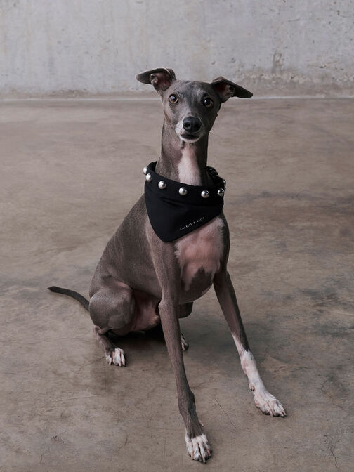 Metallic Bead-Embellished Pet Collar, , hi-res
