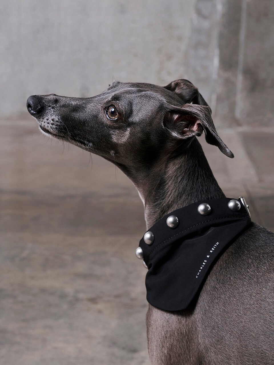 Women’s Metallic Bead-Embellished Pet Collar in noir - CHARLES & KEITH